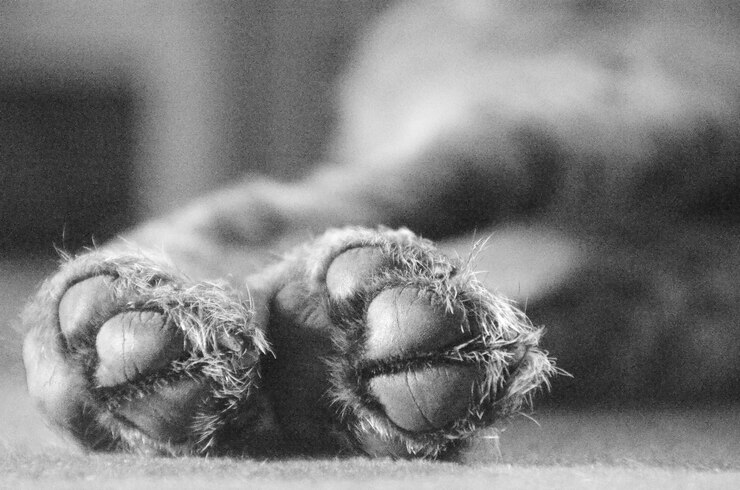 Múltiples mascotas muertas tras un incendio en la cocina de una casa de Palm City