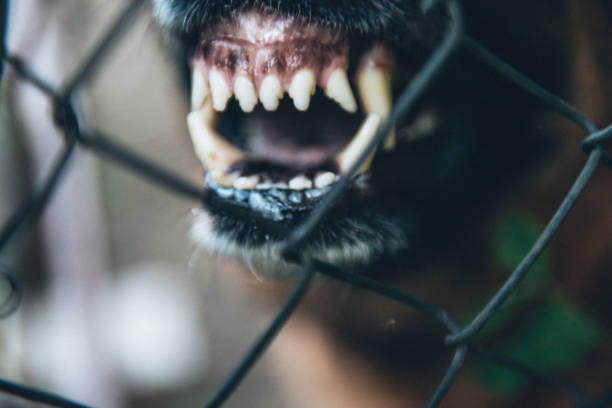 El sheriff de Volusia ofrecerá una rueda de prensa tras la muerte de un bebé a manos de un perro
