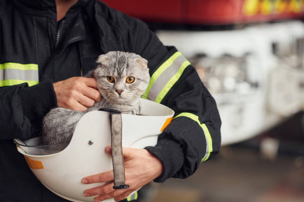 Los bomberos rescatan a un gato de una casa en Cooper City tras declararse un incendio