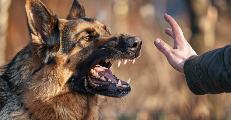Hombre hospitalizado tras ser atacado por 3 perros en vecindario residencial de West Park