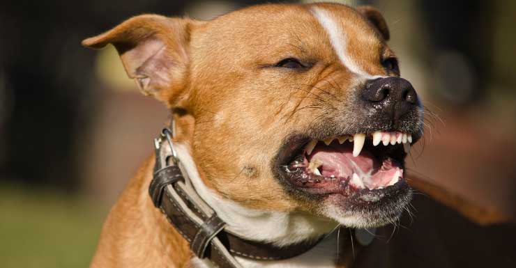 Niña de 2 años hospitalizada tras ser atacada por un Rottweiler en Fort Lauderdale