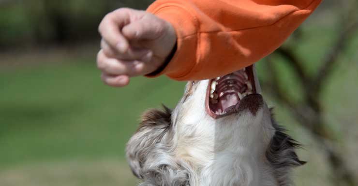 Niño de 7 años hospitalizado tras ataque de perro en Florida
