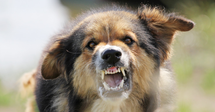 Niño hospitalizado tras ser mordido por un perro en el noroeste de Miami-Dade