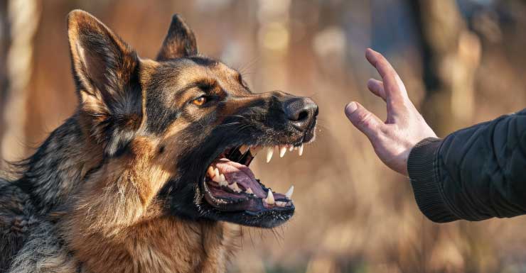 Dos hospitalizados tras ser mordidos por un perro en North Miami
