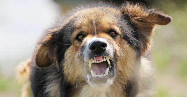 Mujer de Miami Gardens muere tras ser atacada por perros; familiares dicen que advirtió sobre los callejeros en el vecindario