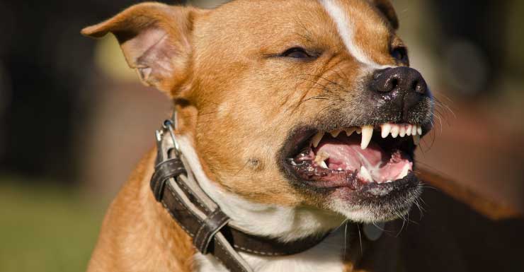 5 perros sacrificados tras ataque en Fort Lauderdale