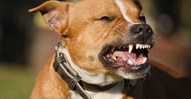 Confiscan 11 perros tras hallar a hombre muerto en Liberty City