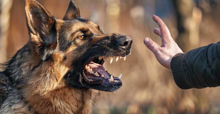 Deputados Hombre indocumentado mordido por un K-9 tras huir de un control de tráfico en Florida