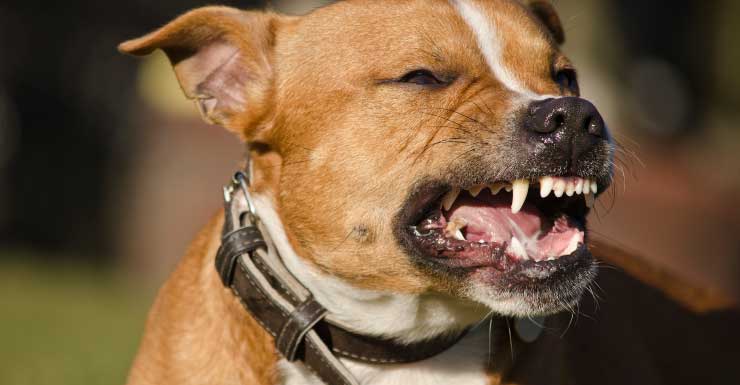 Mujer se recupera después de ser atacada por un perro en Fort Lauderdale