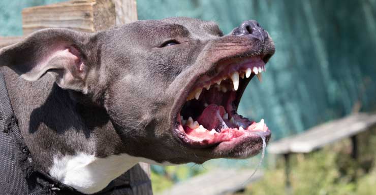 Mujer y niño de 5 años atacados por perro; un diputado dispara al perro, dice MDSO