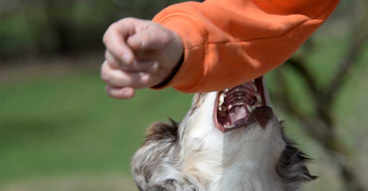 “Pensamos que se la iba a comer” mujer de la tercera edad sobrevive ataque de perro en Coconut Creek