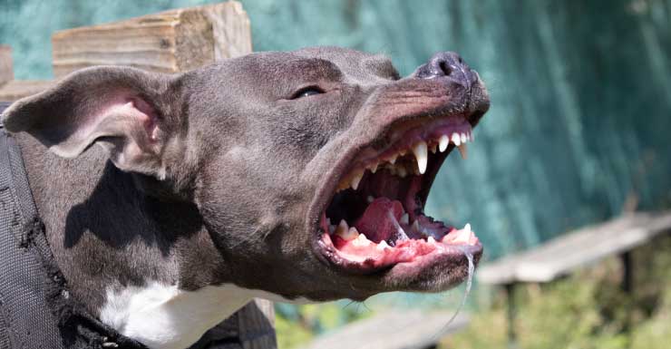 Video muestra a niña de 8 años atacada por un pitbull en Hollywood; el dueño del perro da su versión