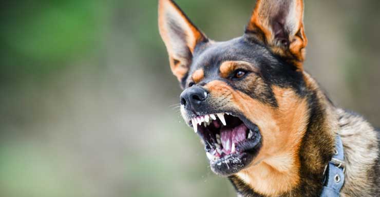 Video muestra a perro K-9 de seguridad escolar atacando a un niño en el noreste de Miami-Dade; testigo habla