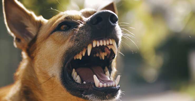 Niña de 3 años hospitalizada tras mordida de perro en el rostro en Marco Island