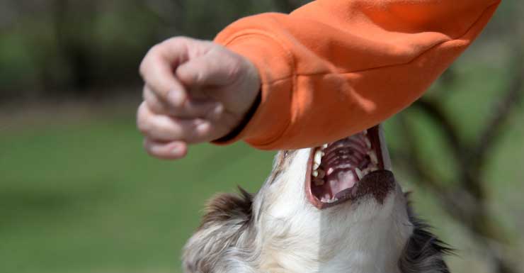 Niño de 7 años hospitalizado con heridas leves tras ataque de perro en Fort Lauderdale