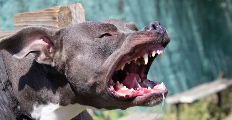 Hombre de North Fort Myers acusado de robar víveres a una mujer y ordenar a su perro que la mordiera