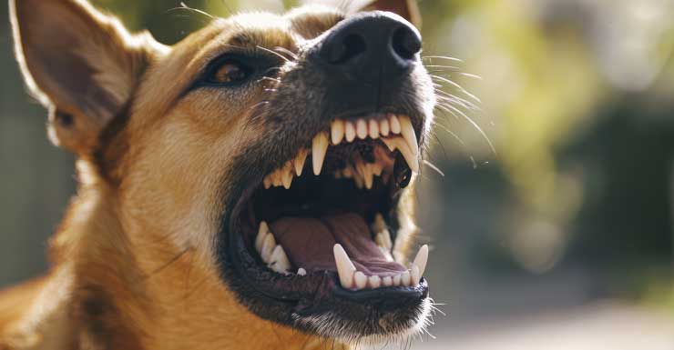 Dos agentes del condado de Clay resultan heridos en ataque de perros mientras estaban de servicio CCSO