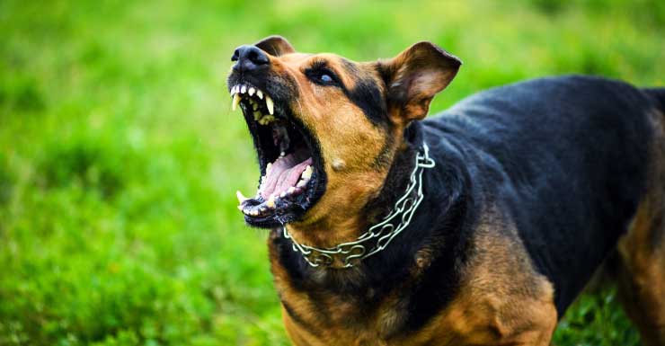 Conductora de entregas demanda a propietario de vivienda en Summerfield por ataque de perros