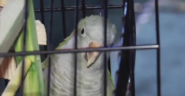 Hombre y madre escapan de incendio en casa del suroeste de Miami-Dade; bomberos rescatan loro mascota