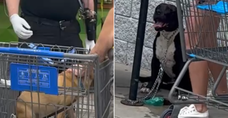 5 personas resultan heridas tras pelea de perros dentro de Walmart en Palm Harbor