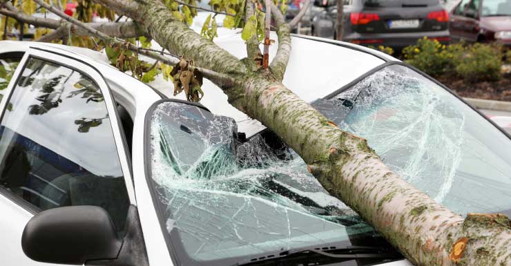 Conductor muere tras chocar contra un árbol en el suroeste de Miami-Dade