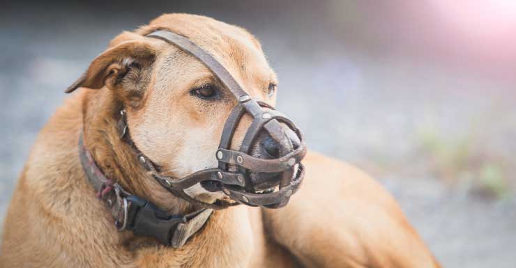 Niña de 9 años es trasladada en helicóptero a hospital en Tampa tras ataque de perro en Englewood