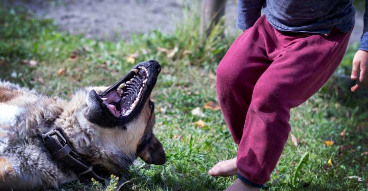 Niño es mordido por un perro cuando su cuidador se desmaya ebrio en su tráiler
