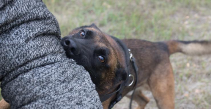 Una niña llama al 911 después de que una madre de Polk County fuera atacada por un perro que estaba cuidando como hogar temporal