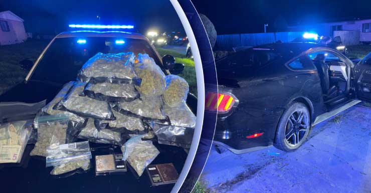 Conductor arrestado tras una persecución a alta velocidad en la I-75 que terminó en un accidente; la FHP encuentra gran cantidad de marihuana.