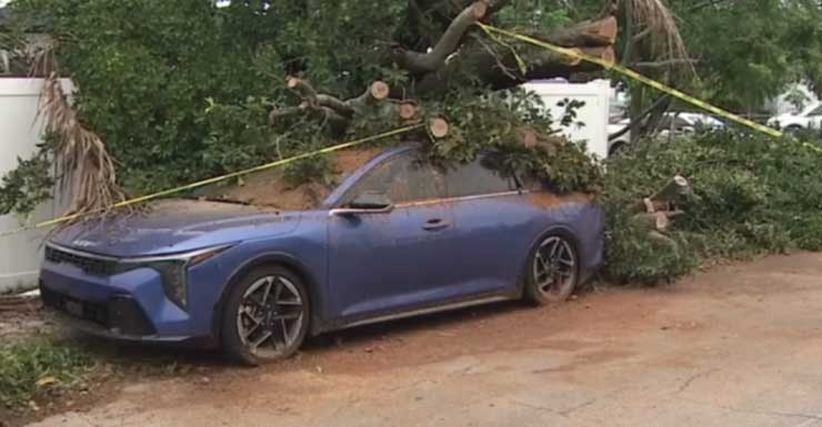 Automóvil aplastado por un árbol durante una tormenta en Hollywood; no se reportan heridos