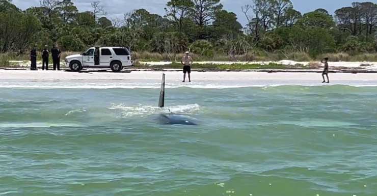 Avioneta realiza aterrizaje de emergencia en el agua cerca de Honeymoon Island State Park