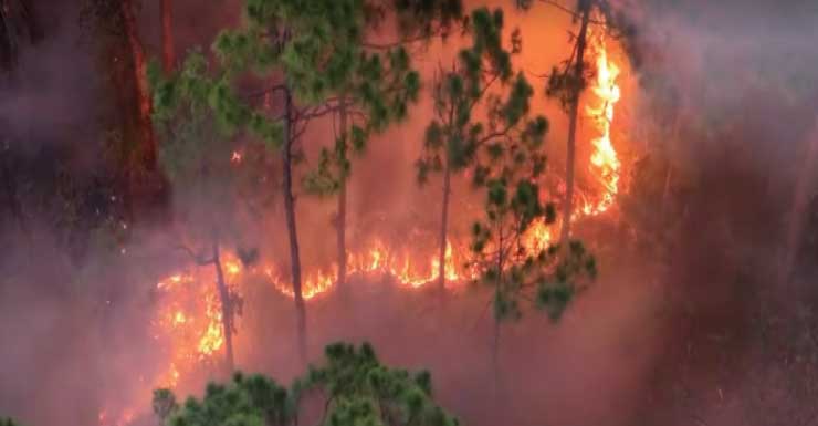 Equipos combaten incendio forestal cerca de SE 24th Ave. y SE 12th St. en Cape Coral
