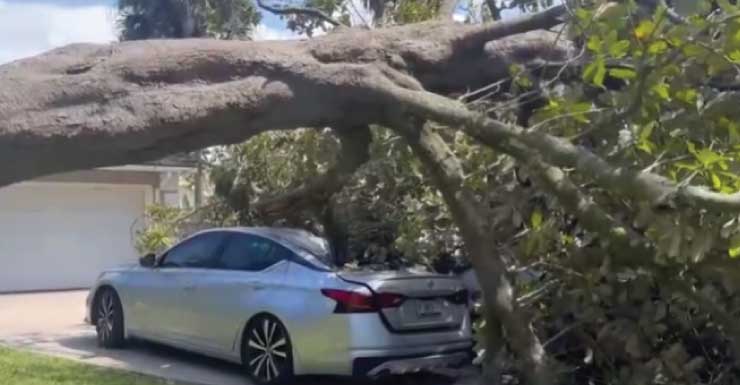Escuchamos un fuerte estruendo Árbol aplasta los vehículos de una familia en Maitland durante una tormenta eléctrica