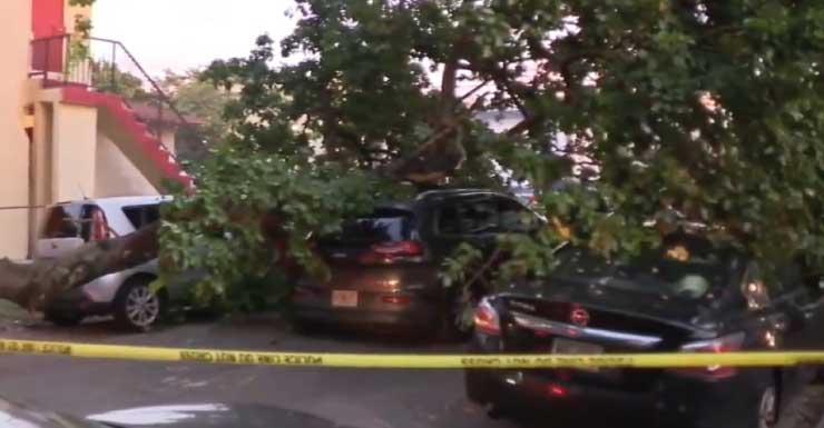 Hombre hospitalizado después de chocar contra un árbol grande en Miami