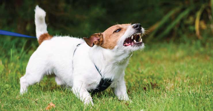 Mujer de 63 años resulta herida en ataque de perros en Homestead, según la policía