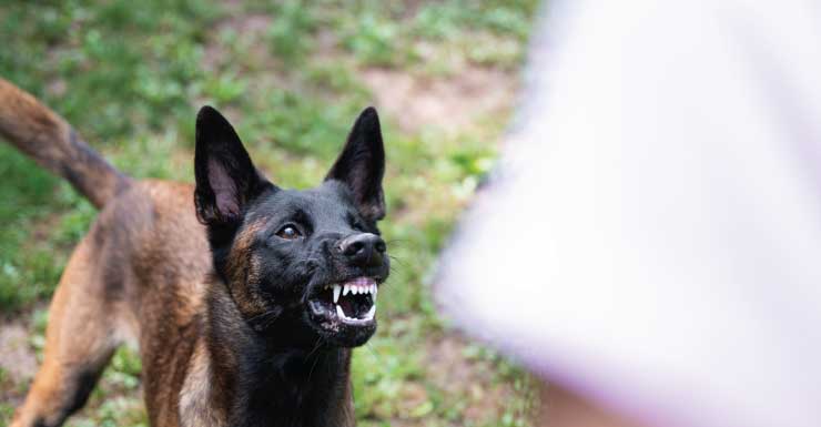 Dos personas resultan heridas en un ataque de perro en Ocklawaha, según bomberos del Condado de Marion